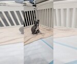 Litter of 2 - Male Italian GreyhoundLitter of Puppies for Sale - Small photo
