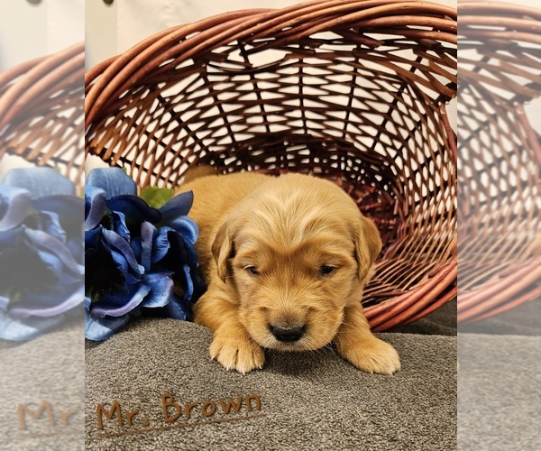 Medium Photo #8 Golden Retriever Puppy For Sale in MORRILL, KS, USA