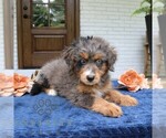 Small #3 Bernedoodle (Miniature)