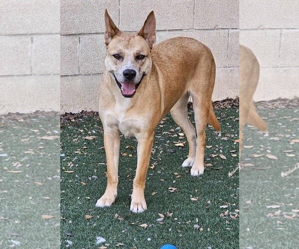 Medium Photo #32 Akita-Unknown Mix Puppy For Sale in Rockwall, TX, USA