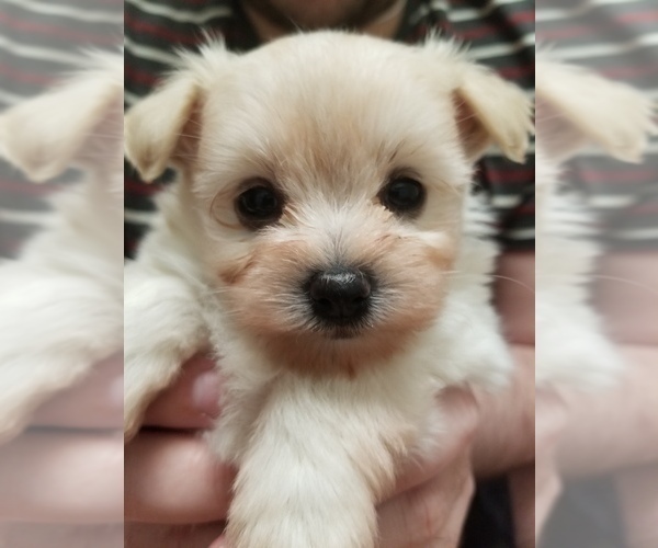 Medium Photo #2 Pom-A-Nauze Puppy For Sale in CANBY, OR, USA