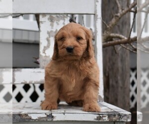 Goldendoodle-Poodle (Miniature) Mix Puppy for sale in GORDONVILLE, PA, USA