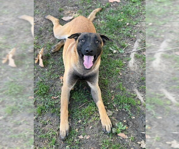 Medium Photo #1 Mutt Puppy For Sale in Riverside, CA, USA