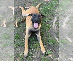 Mutt Dogs for adoption in Riverside, CA, USA