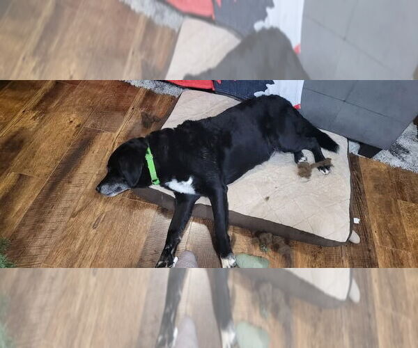 Medium Photo #4 Great Dane-Labrador Retriever Mix Puppy For Sale in Evansville, IN, USA