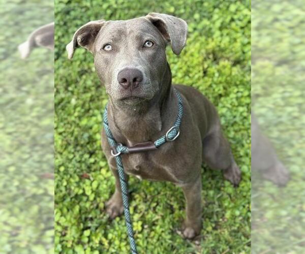 Medium Photo #1 Weimaraner Puppy For Sale in Fort Lauderdale, FL, USA