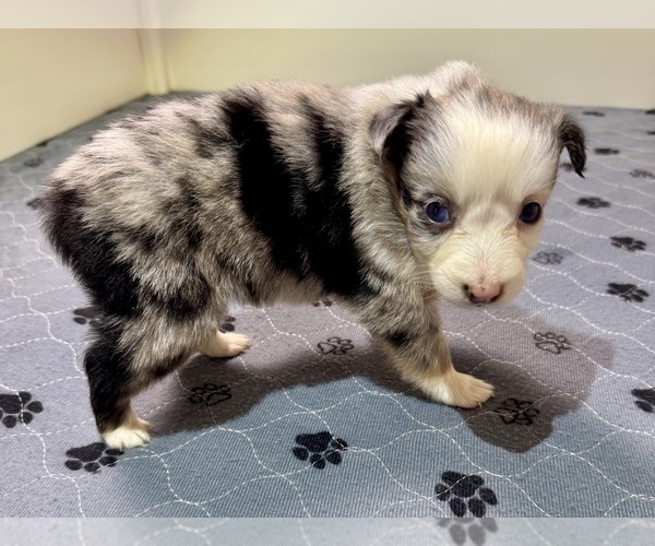 Medium Photo #2 Australian Shepherd Puppy For Sale in SALISBURY, NC, USA