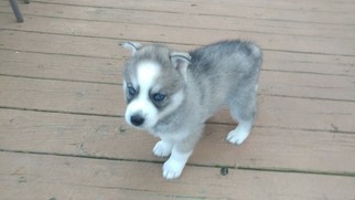 Siberian Husky Puppy for sale in DONEGAL, PA, USA
