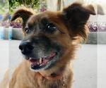 Small Mutt