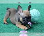 Small #2 French Bulldog