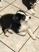 Small Photo #6 Australian Shepherd Puppy For Sale in ANTLERS PARK, MN, USA