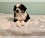 Small Photo #4 Australian Shepherd Puppy For Sale in HILLSBORO, WI, USA