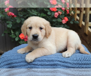 Golden Retriever Puppy for sale in SHILOH, OH, USA