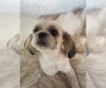 Small #1 Shih Tzu