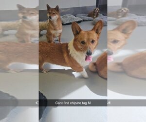 Pembroke Welsh Corgi Dogs for adoption in Studio City, CA, USA