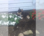 Small Photo #4 Pembroke Welsh Corgi Puppy For Sale in PORT BYRON, NY, USA