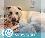 Small #10 American Pit Bull Terrier Mix