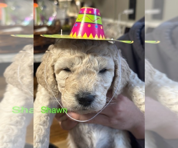 Medium Photo #1 Goldendoodle Puppy For Sale in TROY, IL, USA