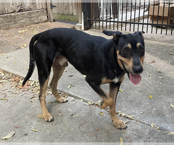 Medium Photo #4 Australian Kelpie-Labrador Retriever Mix Puppy For Sale in Alvin, TX, USA