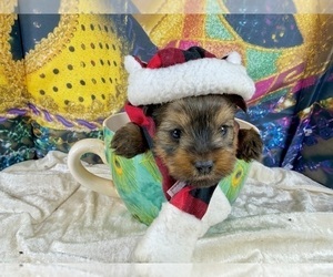 Morkie Puppy for sale in CASSVILLE, MO, USA