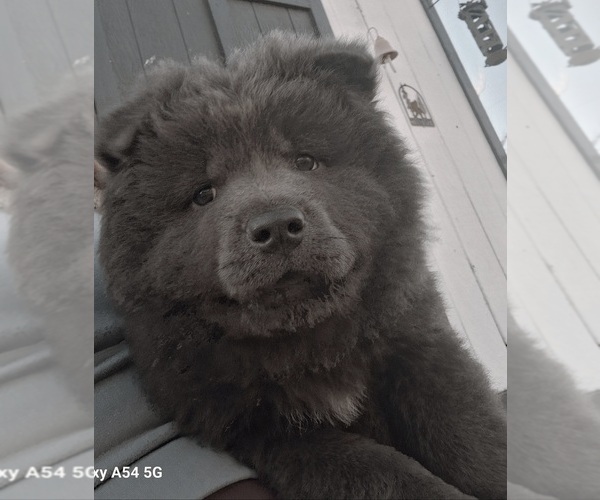 Medium Photo #1 Chow Chow Puppy For Sale in NYSSA, OR, USA