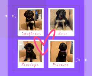 Golden Shepherd Puppy for Sale in OCEANSIDE, California USA