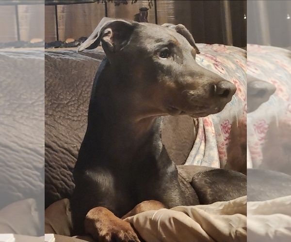 Medium Photo #1 Doberman Pinscher Puppy For Sale in ELIZABETHTOWN, IL, USA