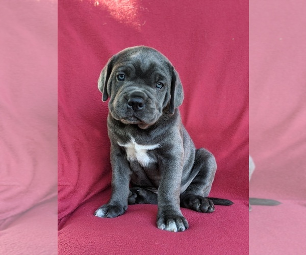 Medium Photo #1 Cane Corso Puppy For Sale in RONKS, PA, USA