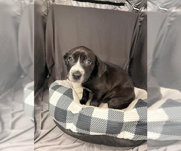 Medium Photo #1 Labrador Retriever-Unknown Mix Puppy For Sale in Grovetown, GA, USA