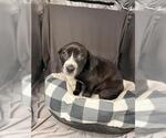 TUCKER - Male Labrador Retriever-Unknown Mix Dog for Adoption - Small photo