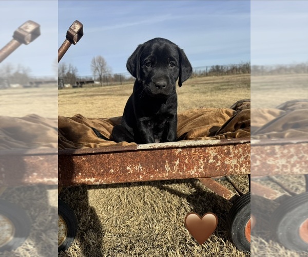 Medium Photo #1 Labrador Retriever Puppy For Sale in SHAWNEE, OK, USA