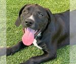 Small Labrador Retriever Mix