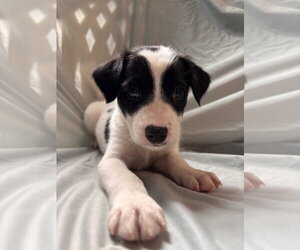 Mutt Dogs for adoption in Pacolet, SC, USA