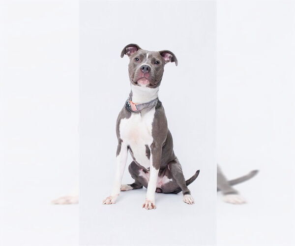 Medium Photo #2 Mutt Puppy For Sale in Forestville, MD, USA