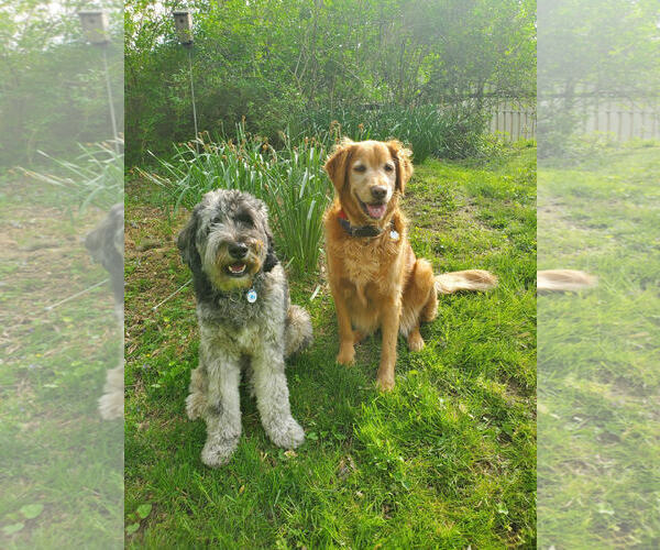 Medium Photo #3 Aussiedoodle Puppy For Sale in COLUMBIA, MD, USA