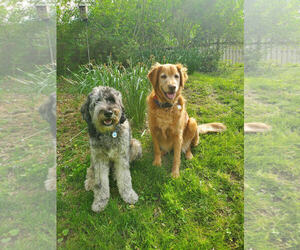 SEAMUS (COURTESY POST) - Male Aussiedoodle Dog for Adoption - Photo #3