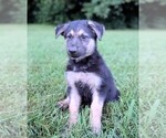 Image preview for Ad Listing. Nickname: Thor