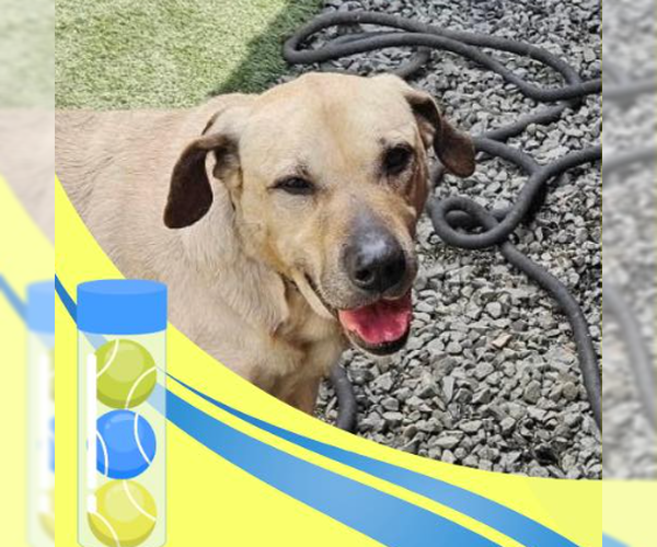 Medium Photo #4 Anatolian Shepherd-Unknown Mix Puppy For Sale in Bend, OR, USA