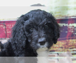 Small Photo #3 Bernedoodle Puppy For Sale in CHRISTIANA, PA, USA