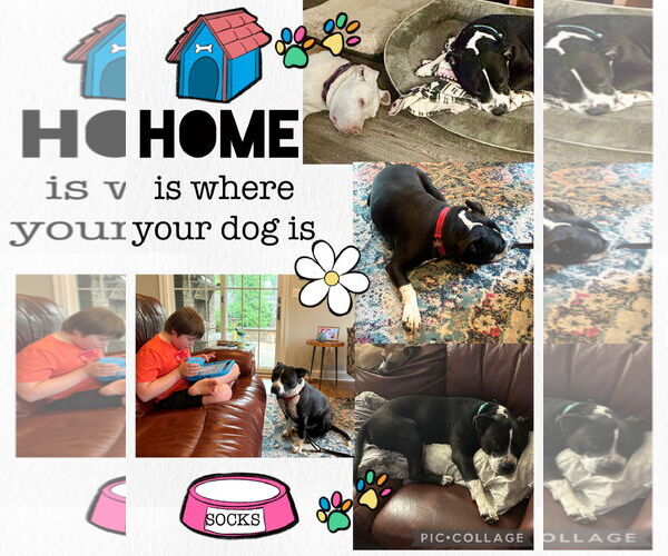 Medium Photo #3 American Pit Bull Terrier-Unknown Mix Puppy For Sale in Spotsylvania, VA, USA