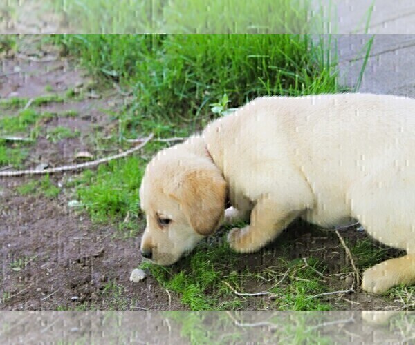Medium Photo #1 Labrador Retriever Puppy For Sale in MONTE VISTA, CO, USA