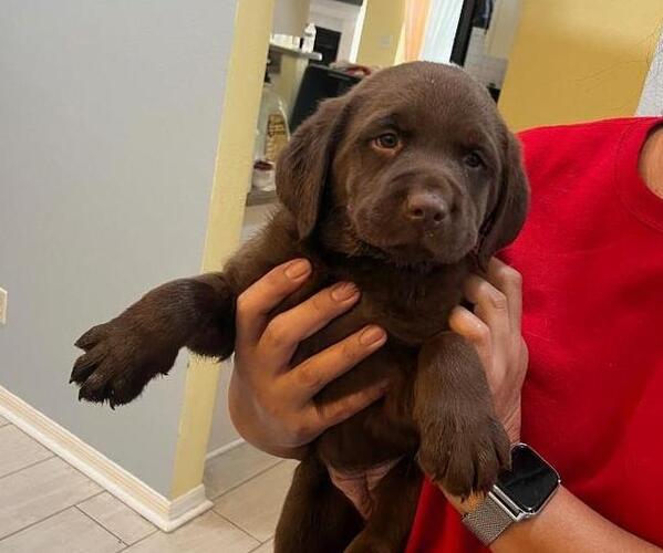 Medium Photo #1 Labrador Retriever Puppy For Sale in RIVERVIEW, FL, USA