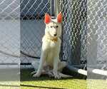 Small #3 Siberian Husky Mix