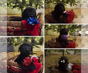 Golden Labrador Litter for sale in SUSANVILLE, CA, USA