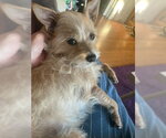Small #8 Cairn Terrier Mix