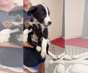 Great Pyrenees-Unknown Mix Dogs for adoption in Calgary, Alberta, Canada