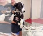 Small Great Pyrenees Mix