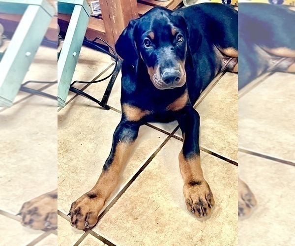 Medium Photo #9 Doberman Pinscher Puppy For Sale in SUMMERFIELD, NC, USA