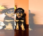 Small Rottweiler