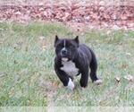 Small Photo #3 American Bully Puppy For Sale in BURLINGTON JUNCTION, MO, USA